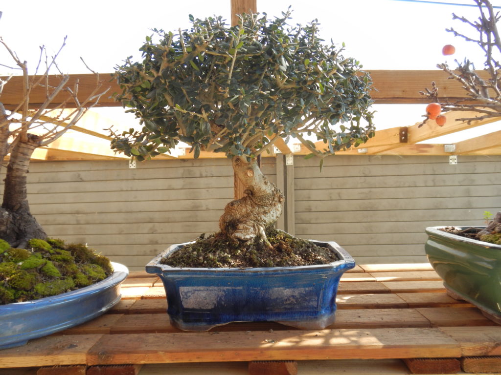 bonsai olivier / vendu Provence Bonsai