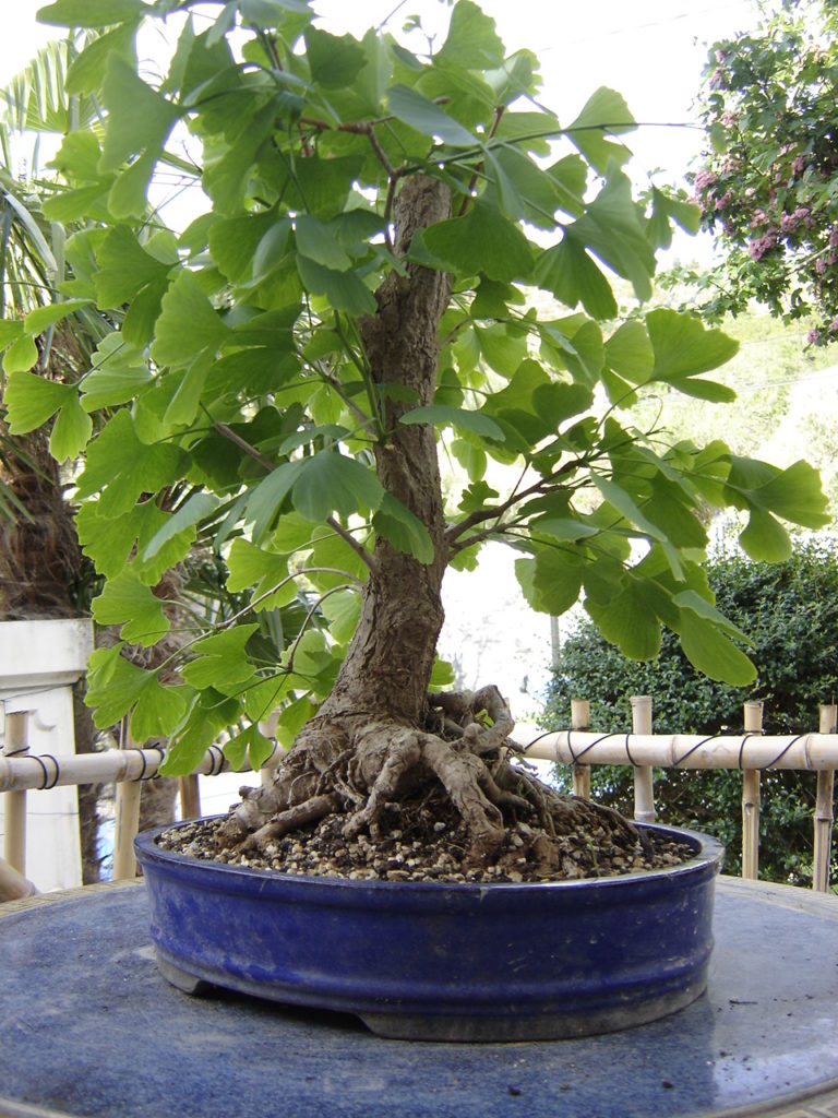 bonsai ginkgo biloba Provence Bonsai